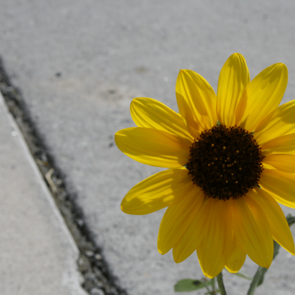 Concrete lifting with PolyPier is environmentally responsible.